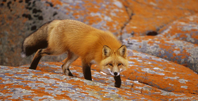 Шар үнэг (Vulpes vulpes, Linnaeus 1758)